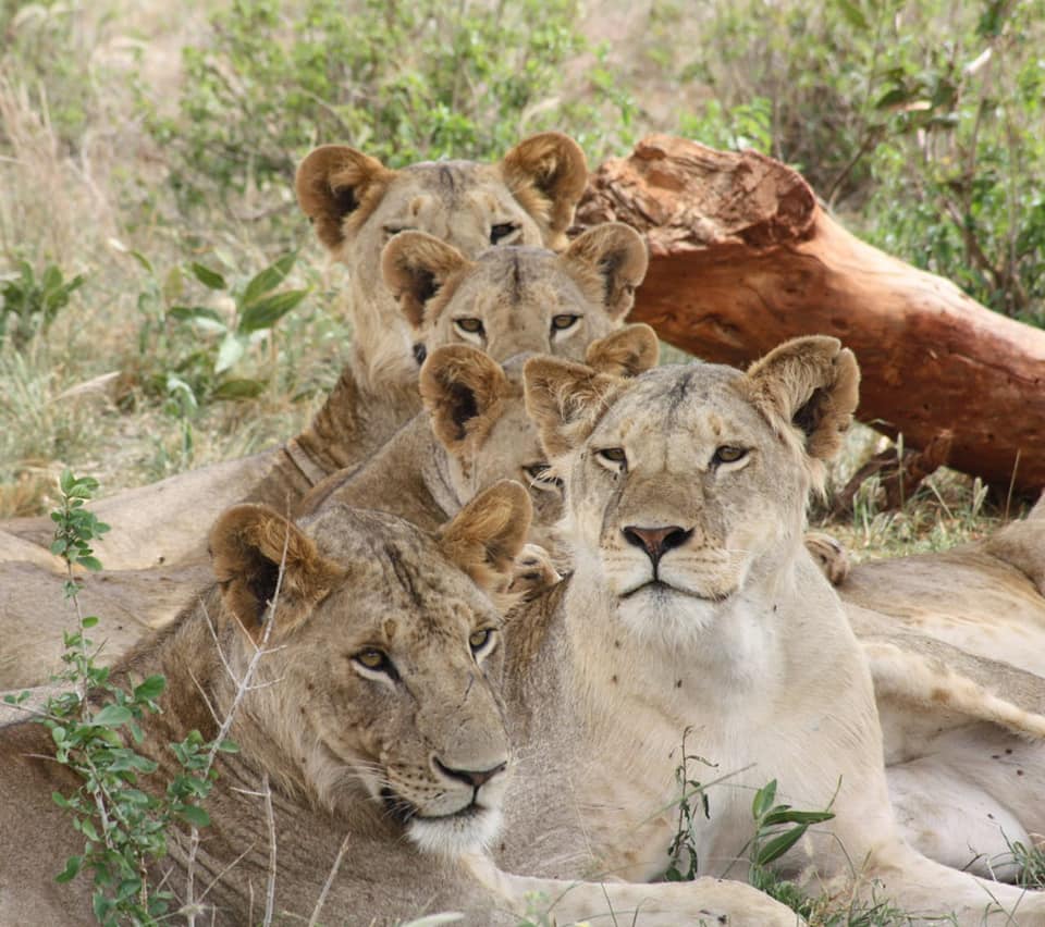 A family of lions