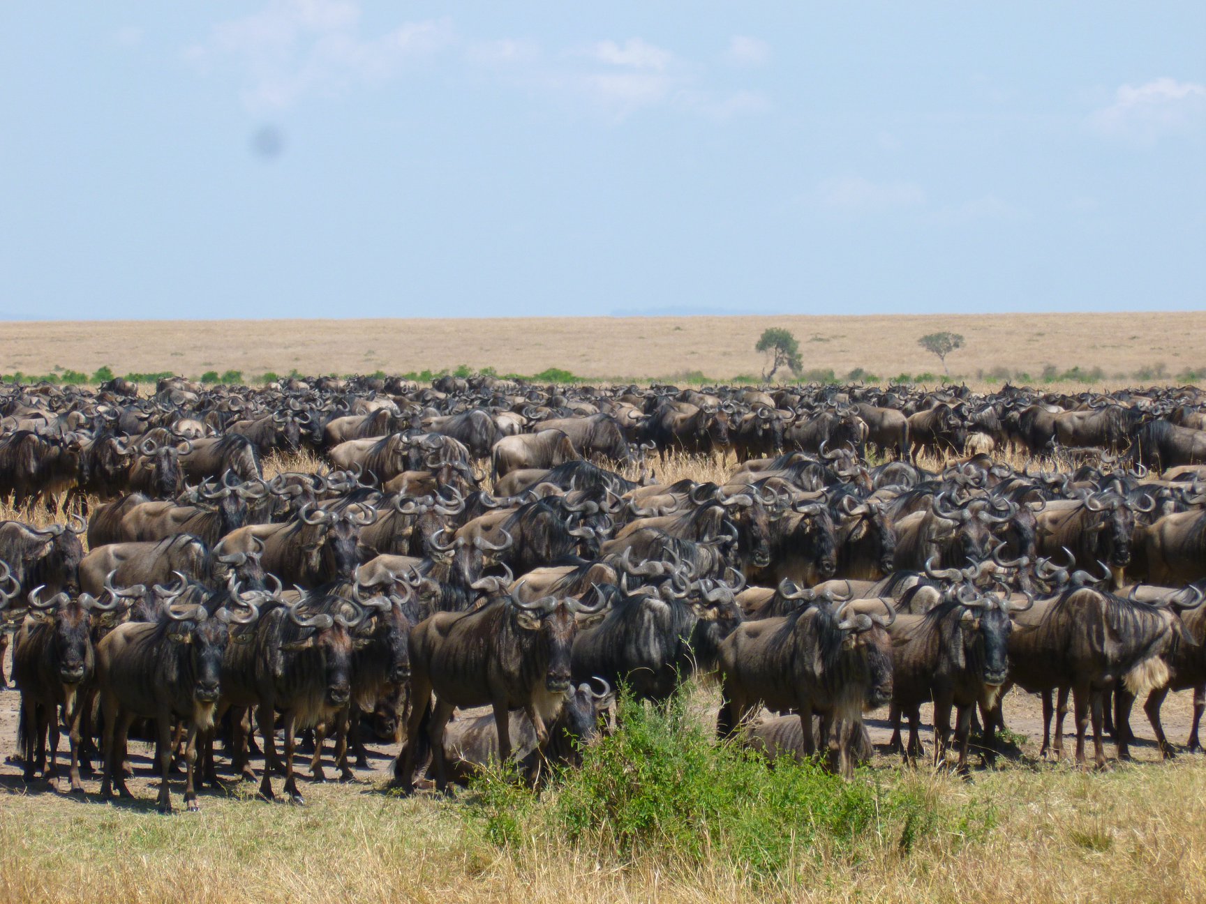 An Army of wild Beasts