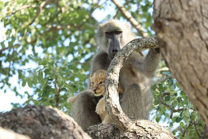 Baboon with a Lion cub