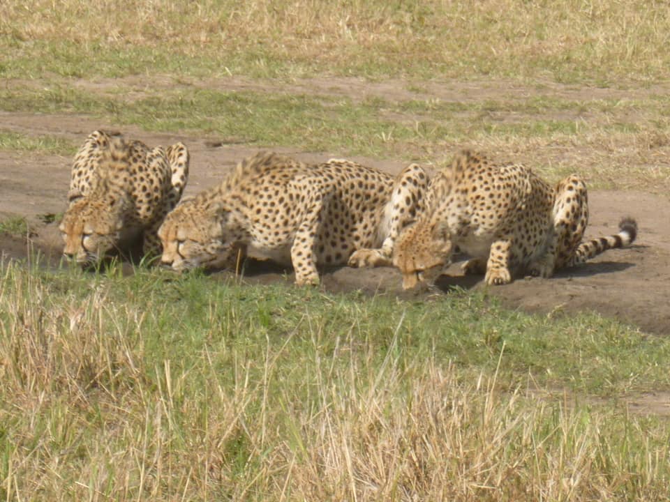 Cheetah drinking water