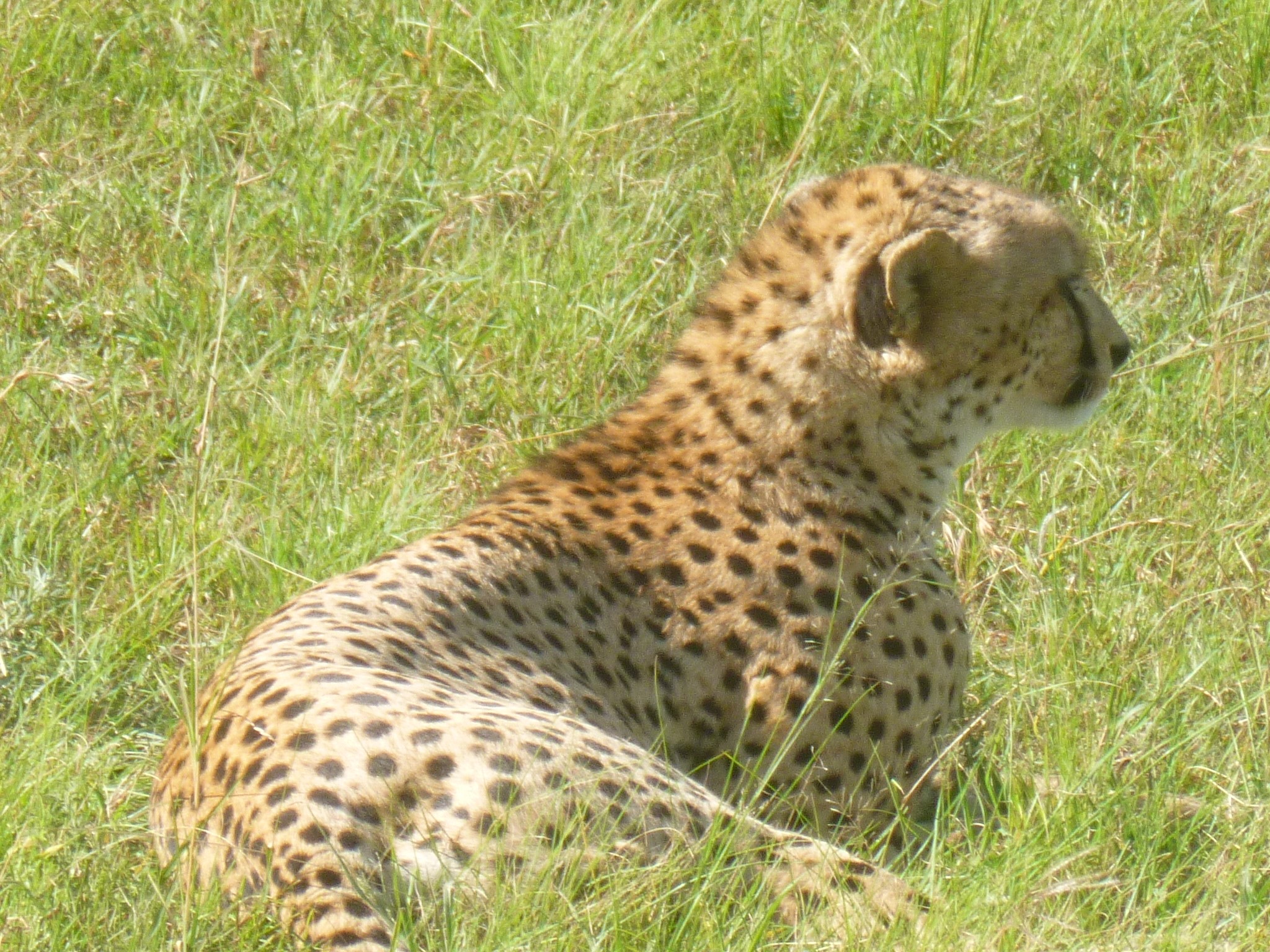 Cheetah Resting