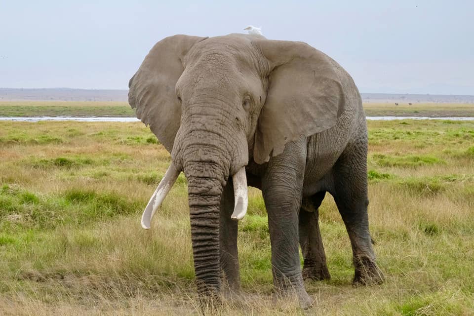 Elephant at Amboseli National Park