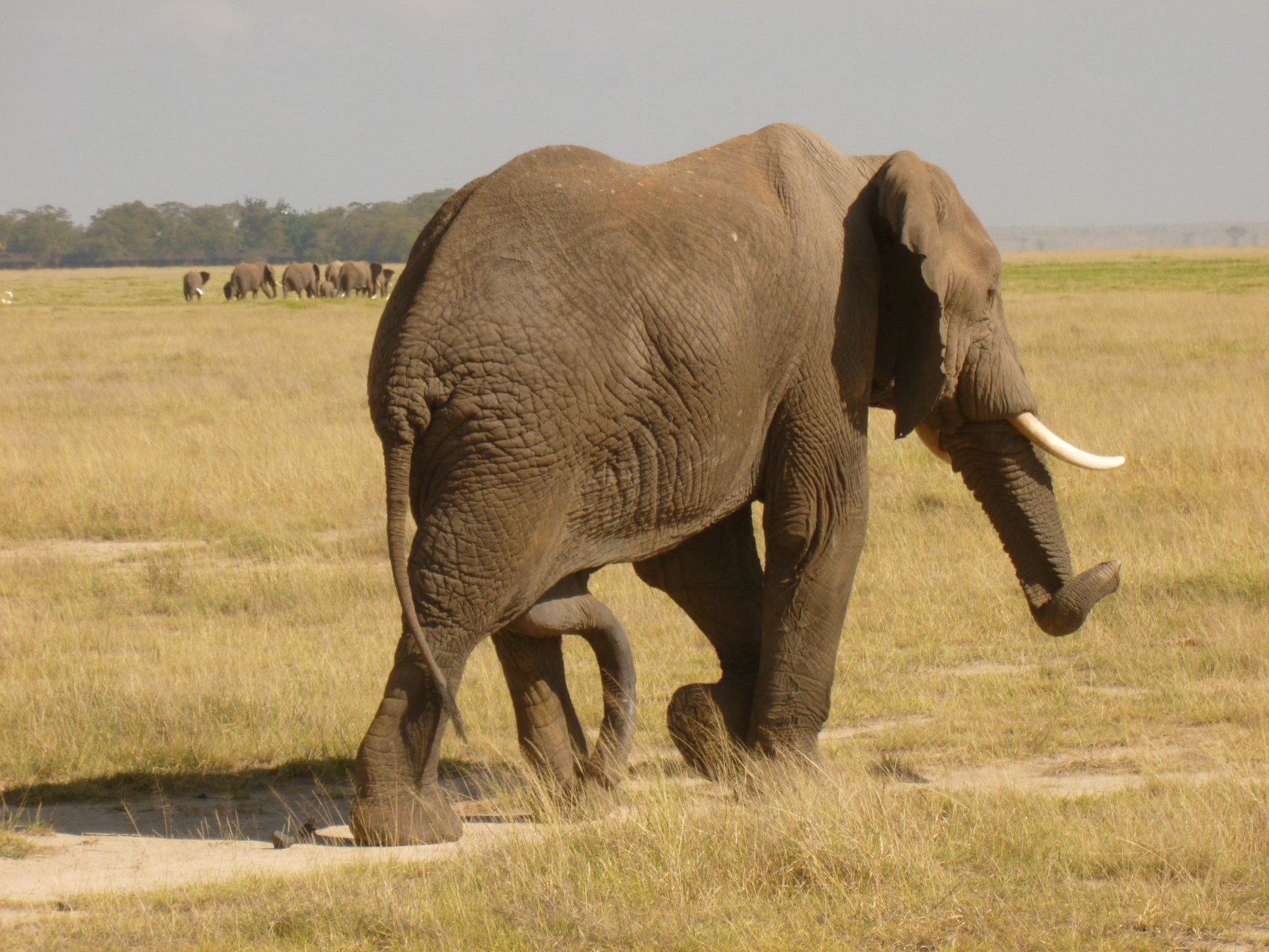 Elephant at Maasai Mara Game Reserve