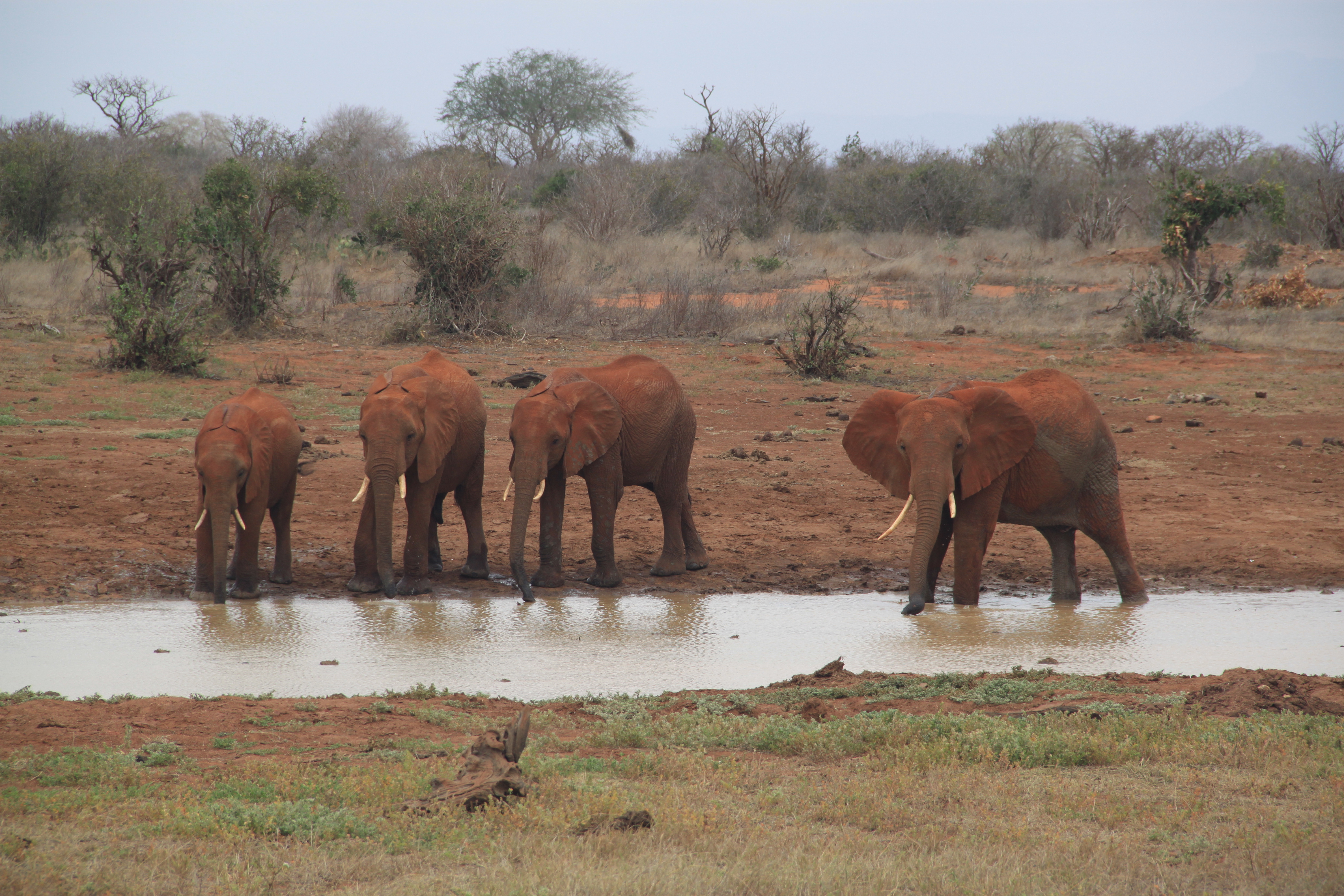 Elephants queching thirst in Tsavo East