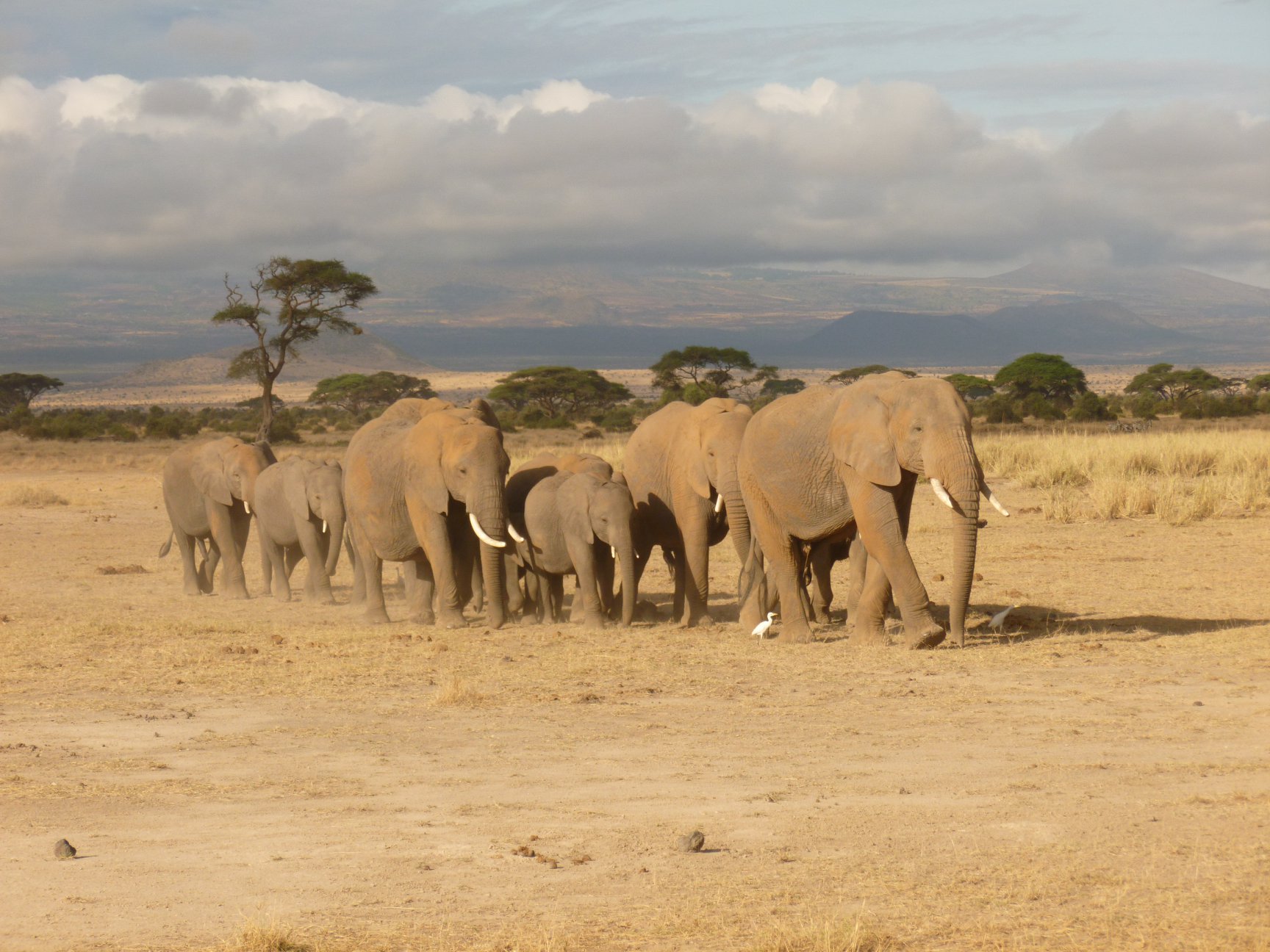 Elephants Walking