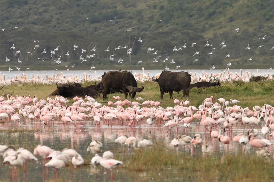 flamingoes_and_buffalo_in_lake_nakuru_national_park