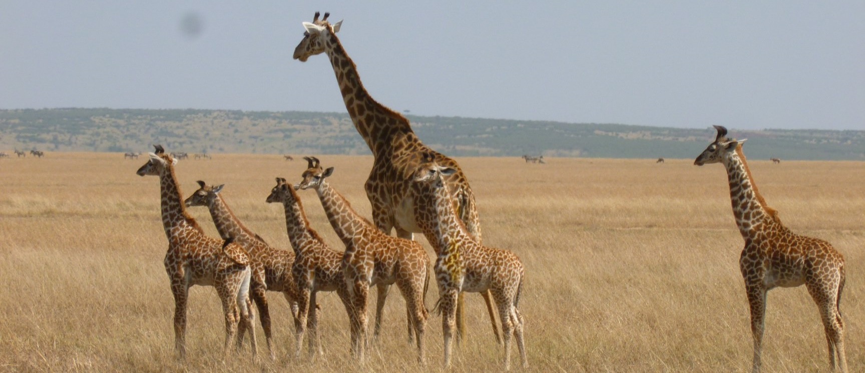 giraffes