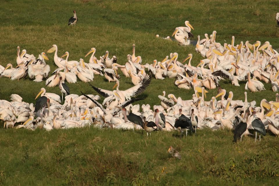 Lake Nakuru National Park