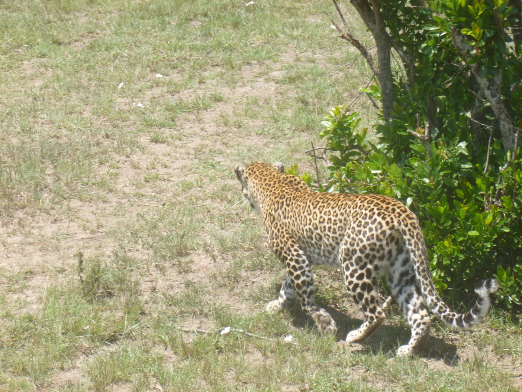 Leopard hunting