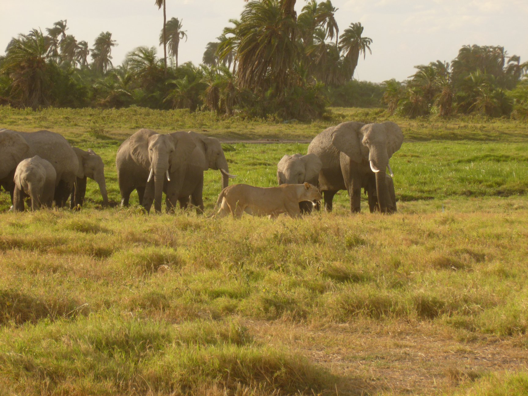 Lion crossing Elephants