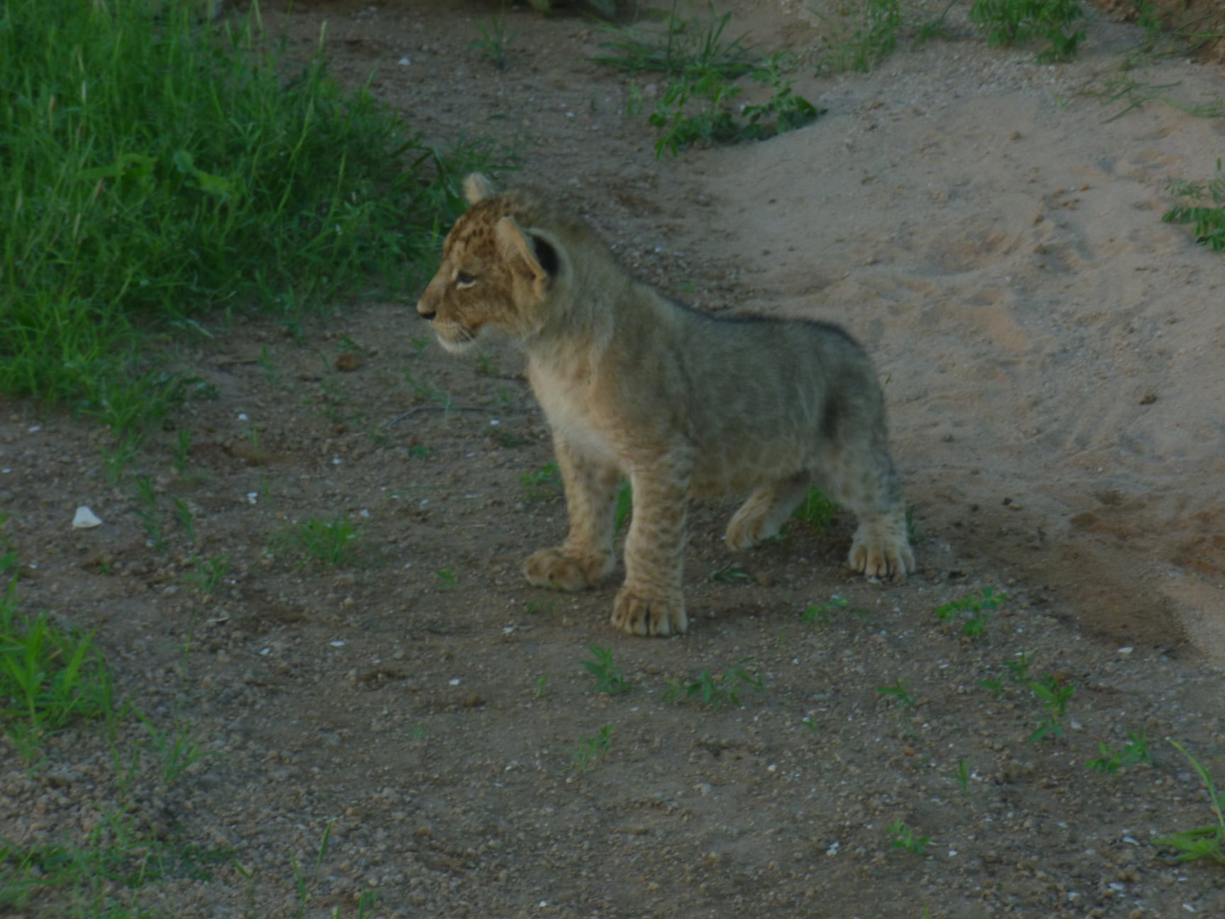 Lion cub in Mara