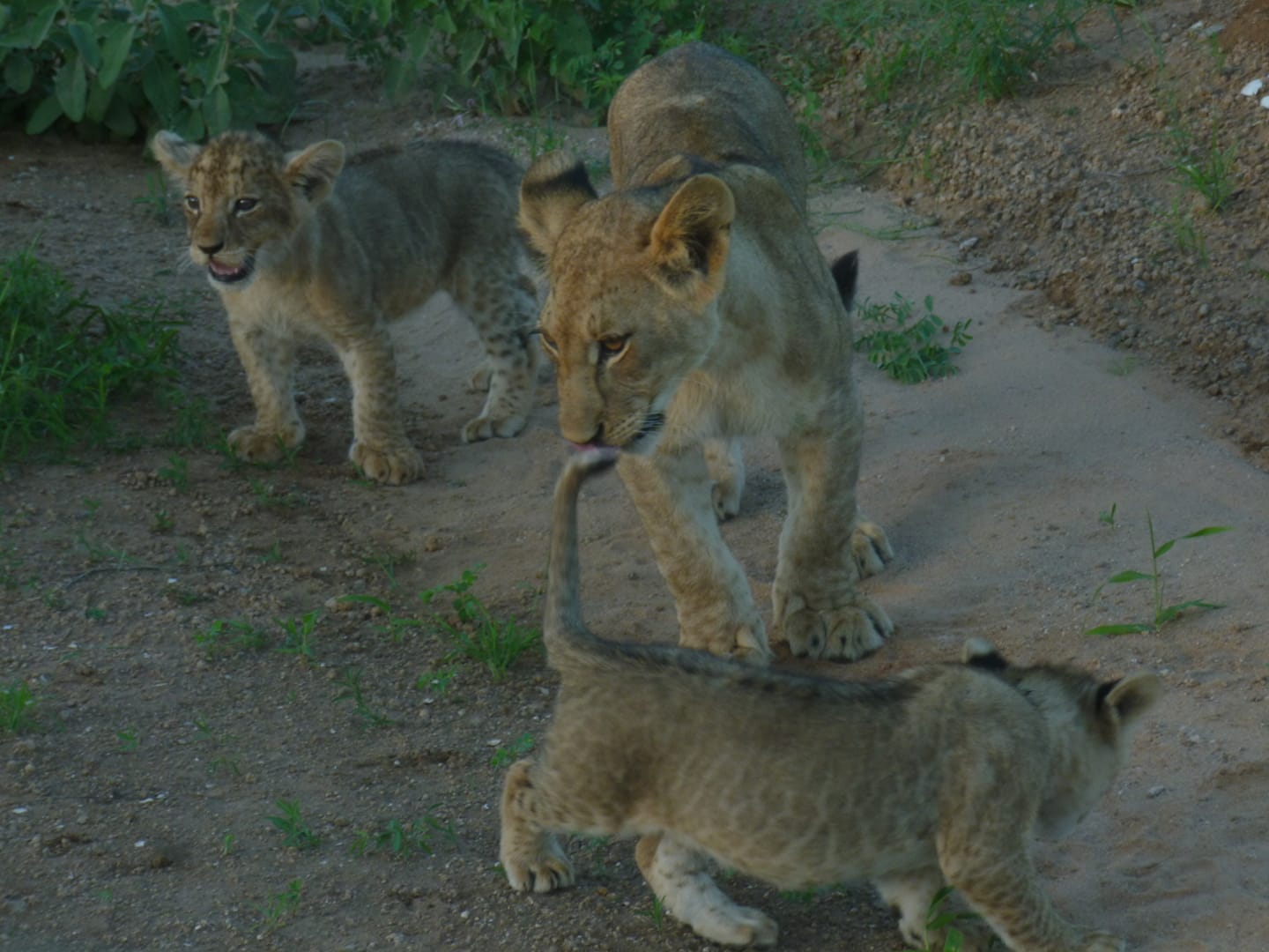 Lion family