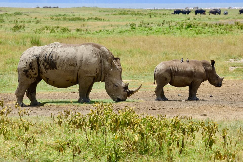 Mother and Baby Rhino