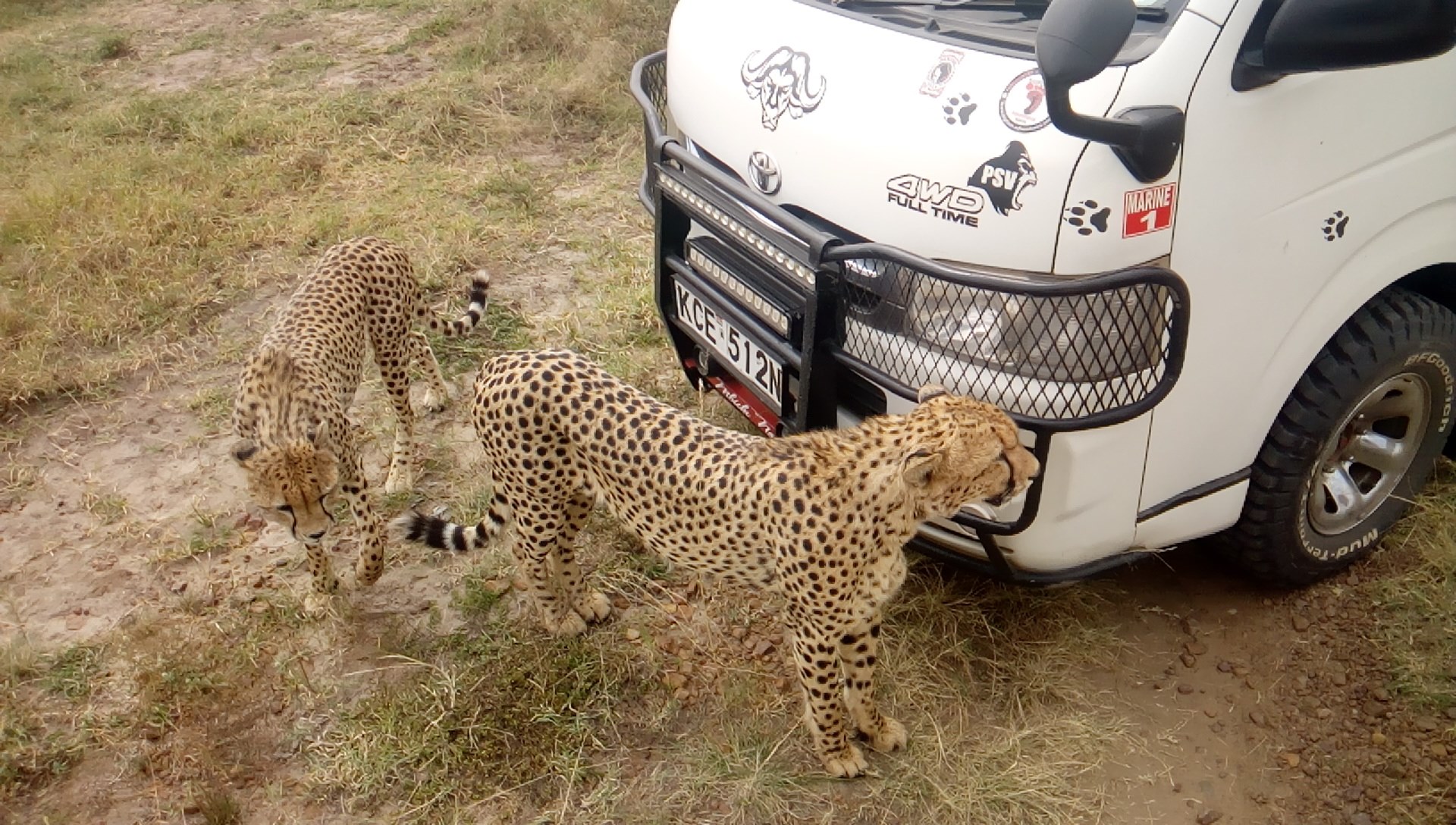 Safari in Masai Mara