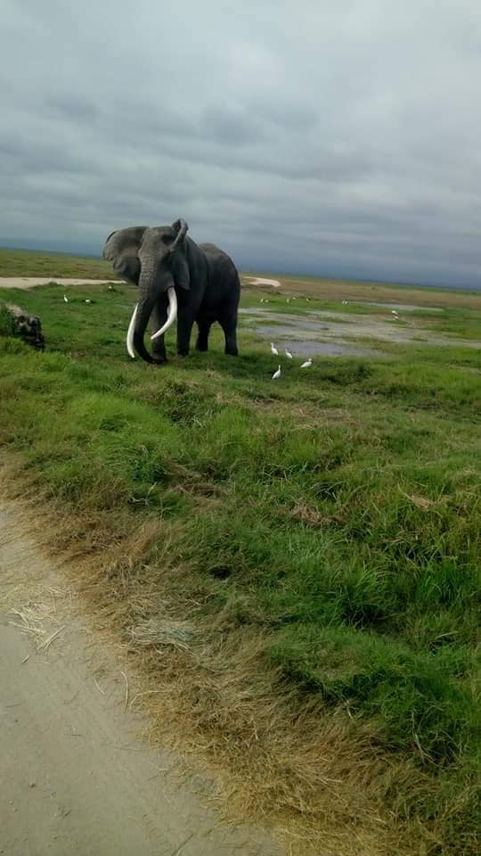 The Father of Amboseli Park